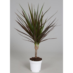 Драцена Маргината 40 см.